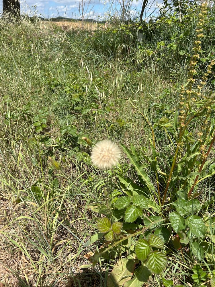 As calças