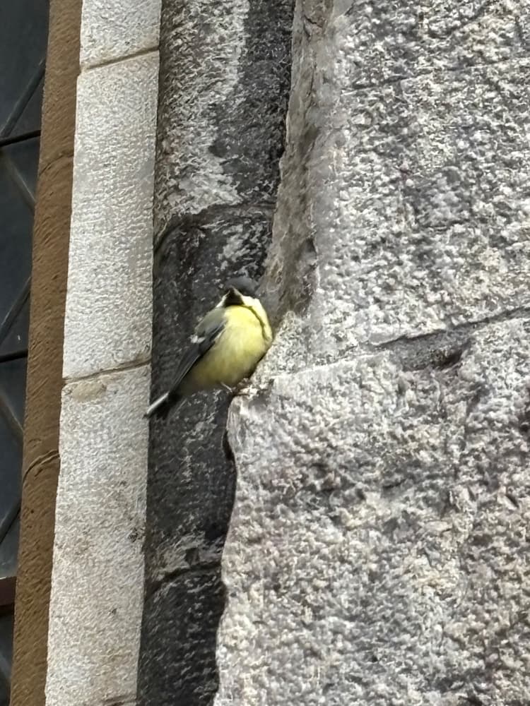 Cem quilómetros de amizade, pássaros e muita risota!